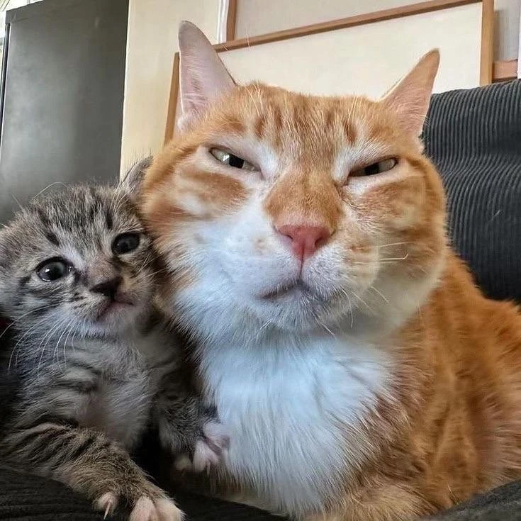 Мы