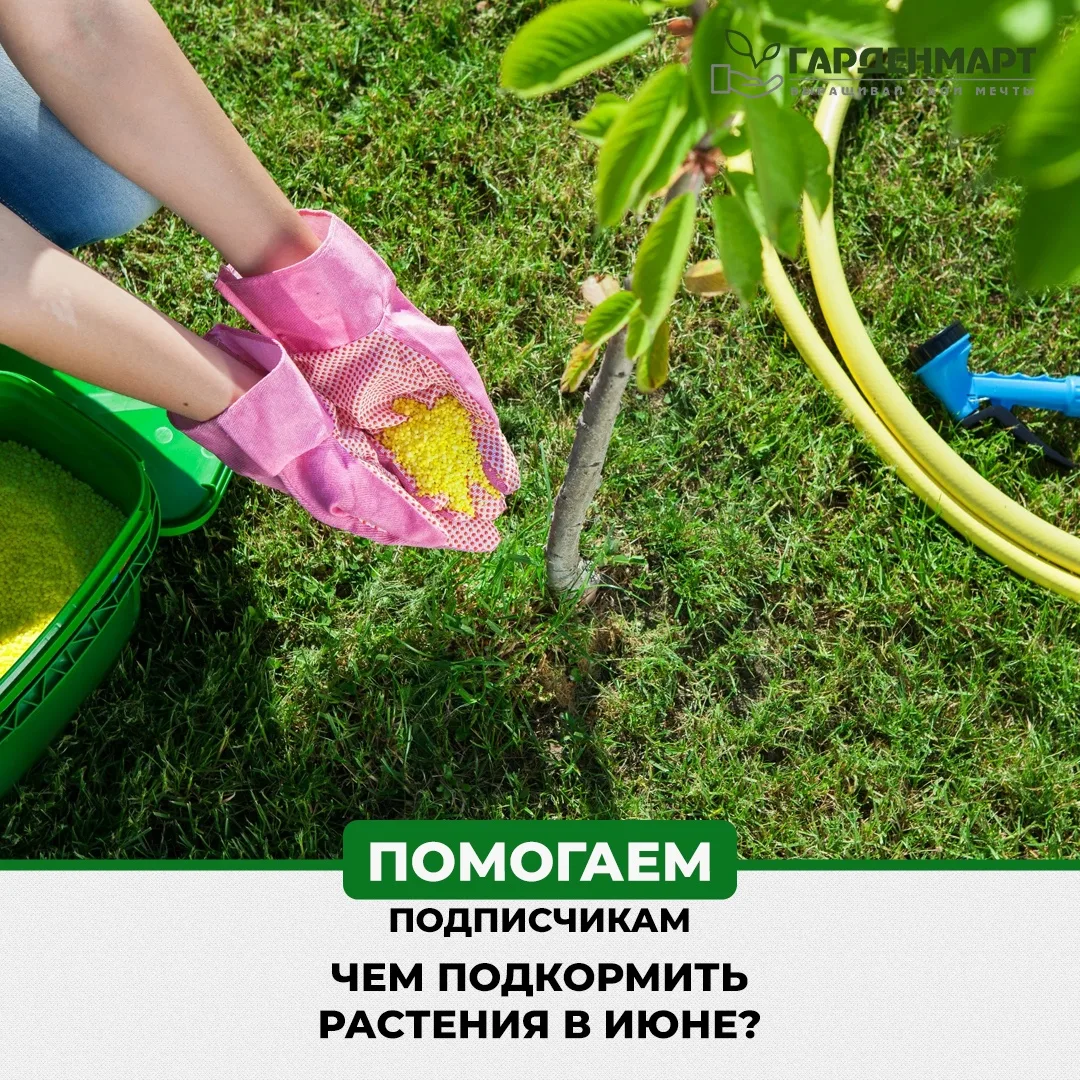 💦 Чем подкормить растения в июне, чтобы росли как на дрожжах

🥒 Огурцы
— при 3–4 листьях: 30 г 