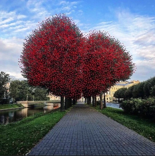 Где в Петербурге спряталась Аллея любви? 💙