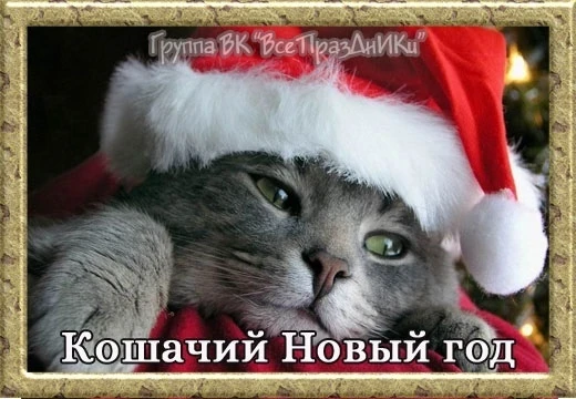🐈🐈🐈🐈🐈🐈🐈🐈🐈🐈🐈🐈🐈🐈
2 января - кошачий Новый Год
