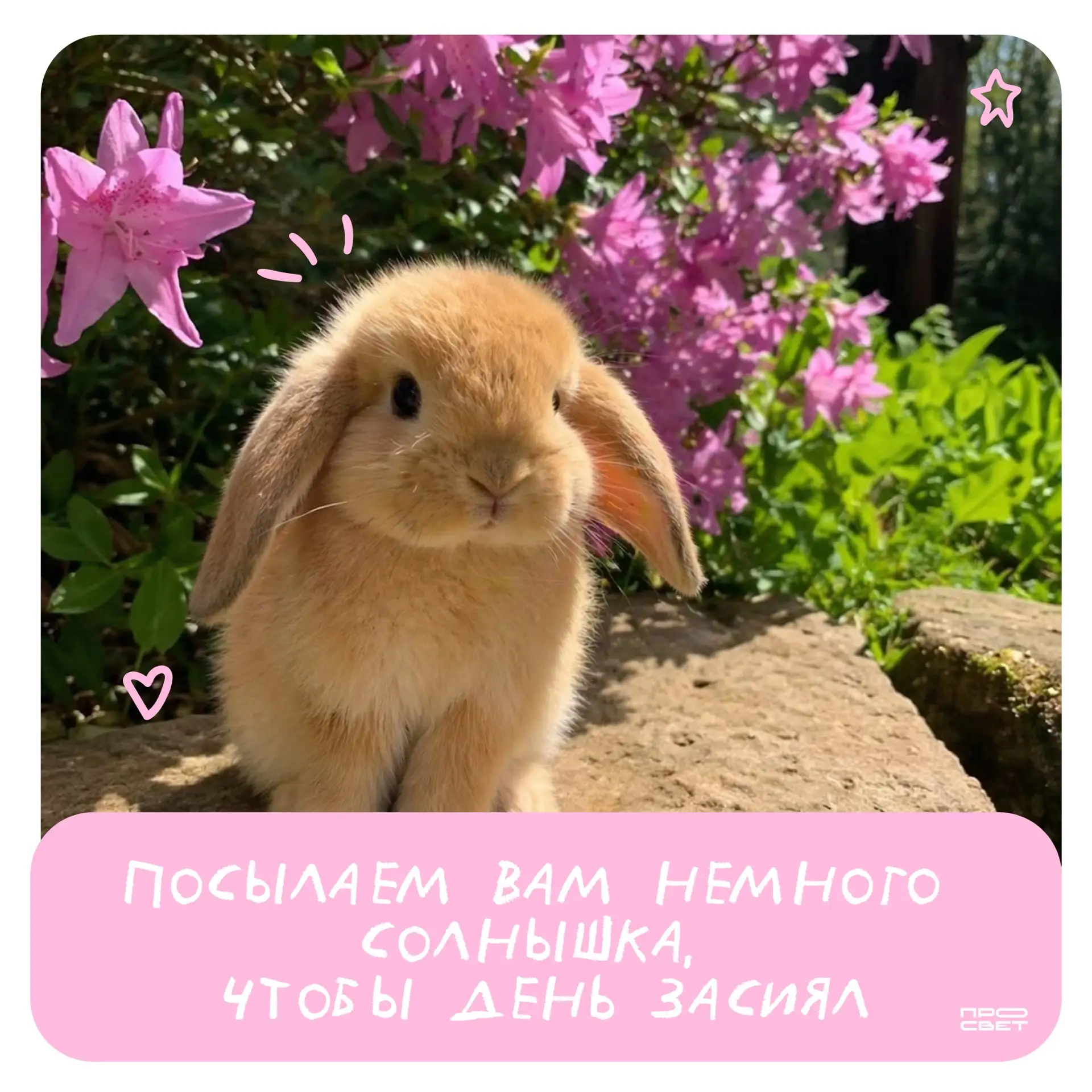 Прекрасное утро ☀️  Пусть этот день будет полон позитива, удачи и хорошего настроения ❤️   Уже знает