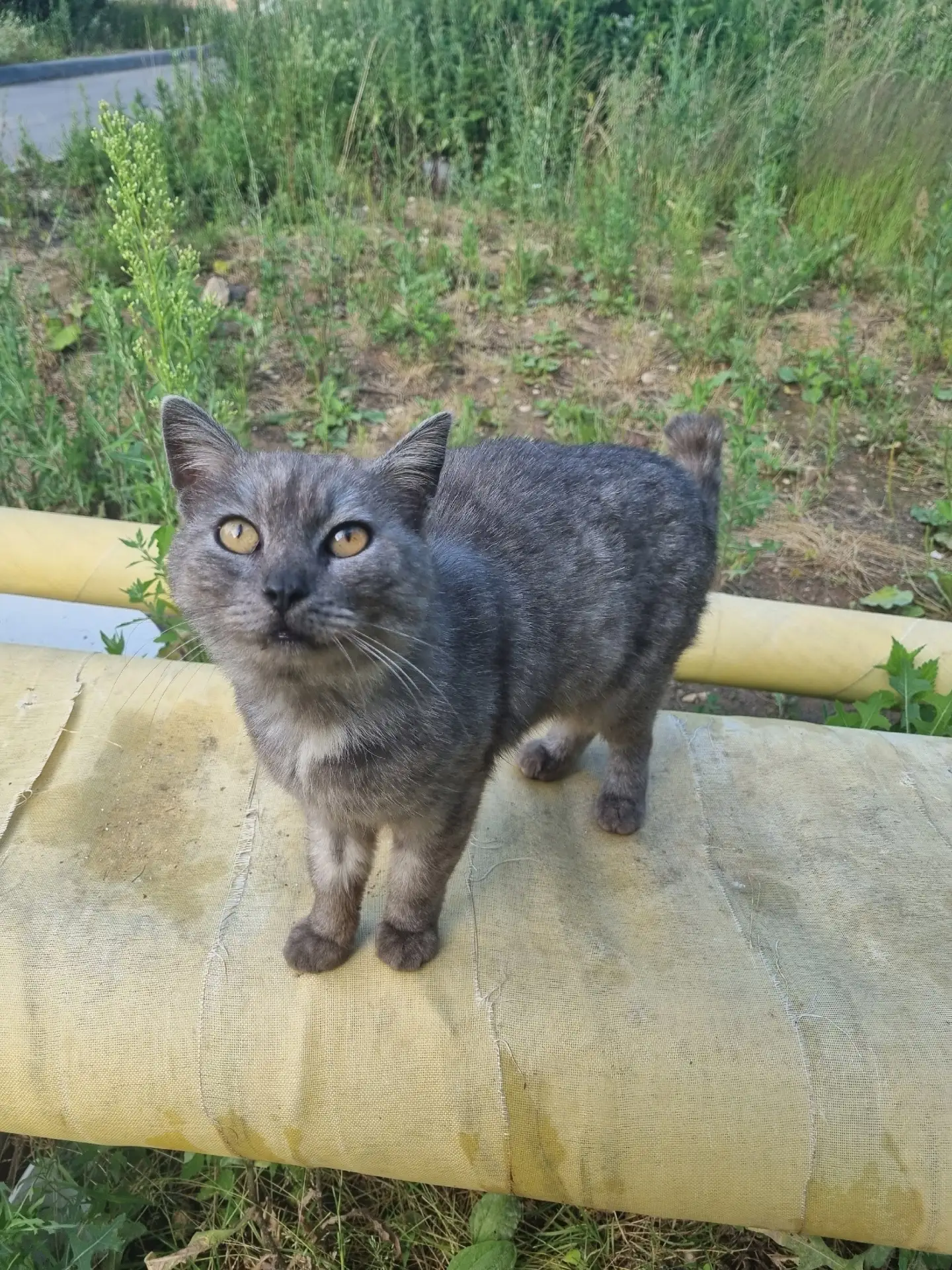 Срочно нужен дом! Для него это возможность выжить. Кот Масик примерно 5-6 лет, был выбр...
