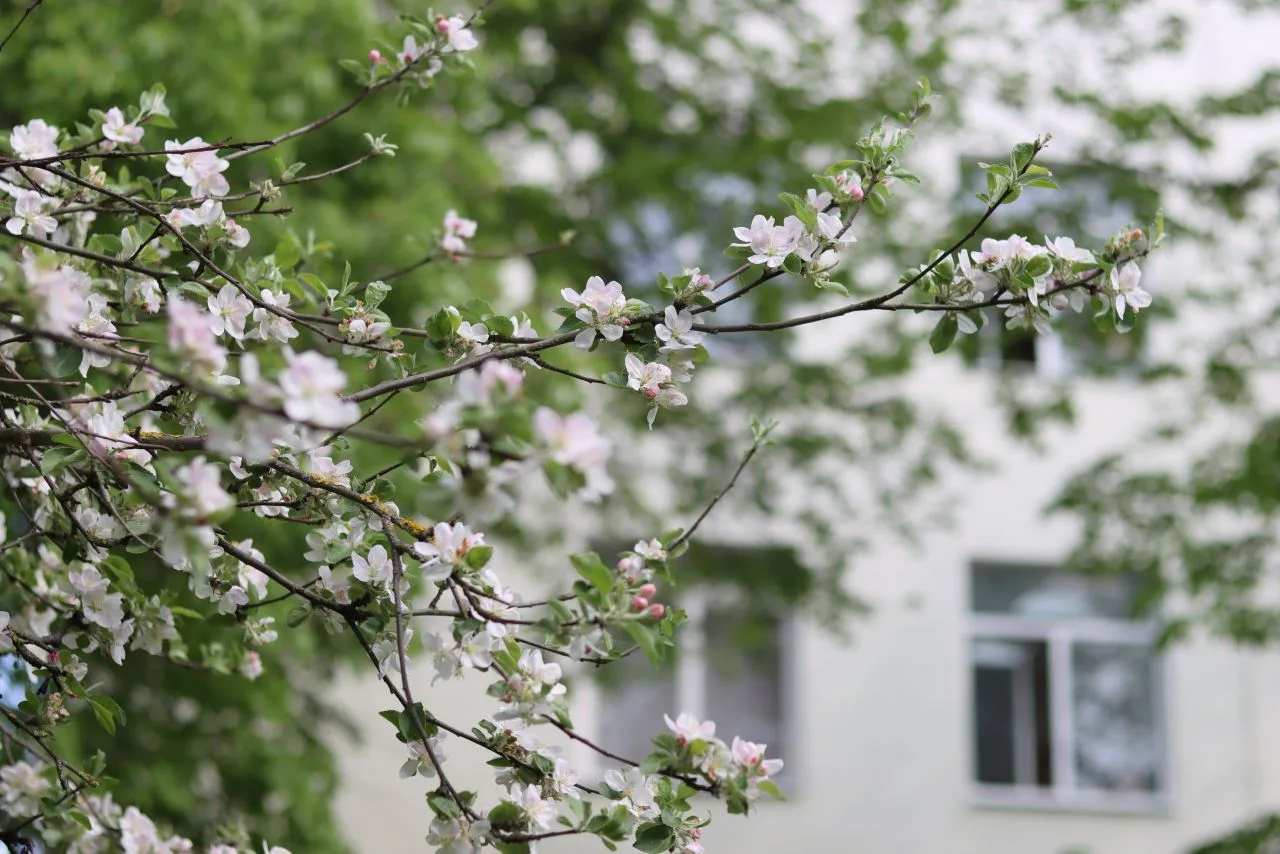 Наслаждайтесь, расцветая... ☀🌸🦔  Весна врывается в ленту: сирень цветет, солнце жарит, а воздух тако