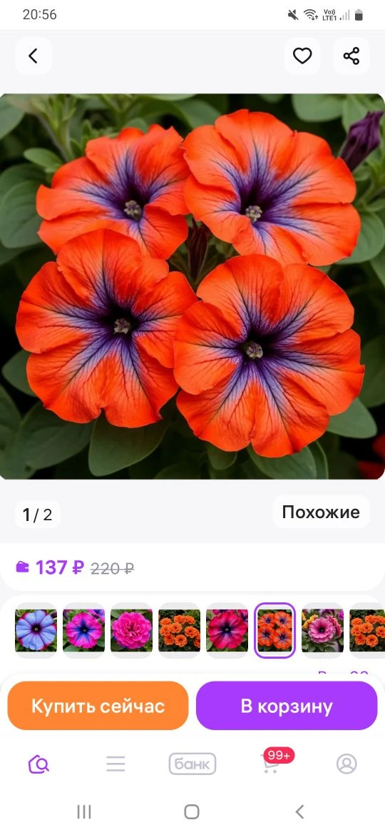 ❗️❗️❗️❗️❗️❗️❗️❗️❗️ Осторожно: семена вегетативных петуний — ловушка для цветоводов  В последнее врем