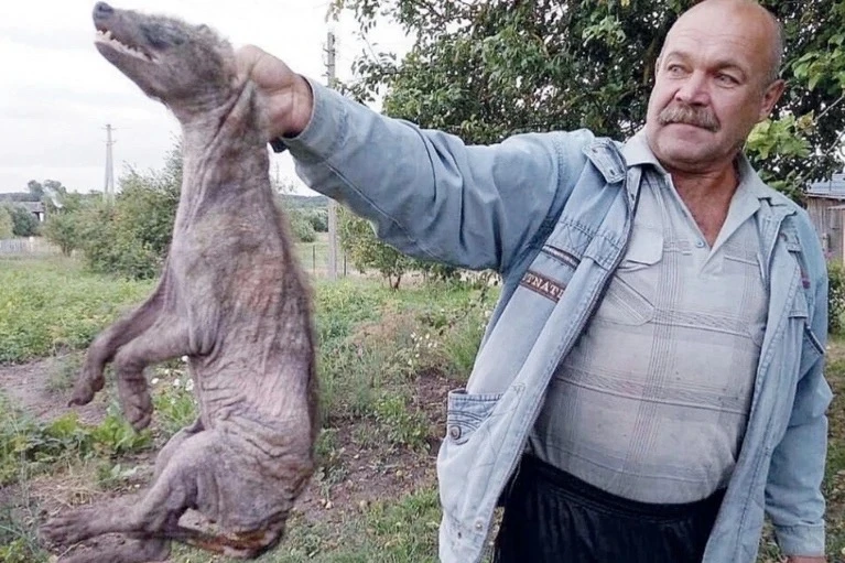 😱Курская чупакабра! Миф или правда?