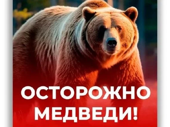 В Нижнеудинском районе фиксируется рост случаев выхода медведей к населённым пунктам: К...