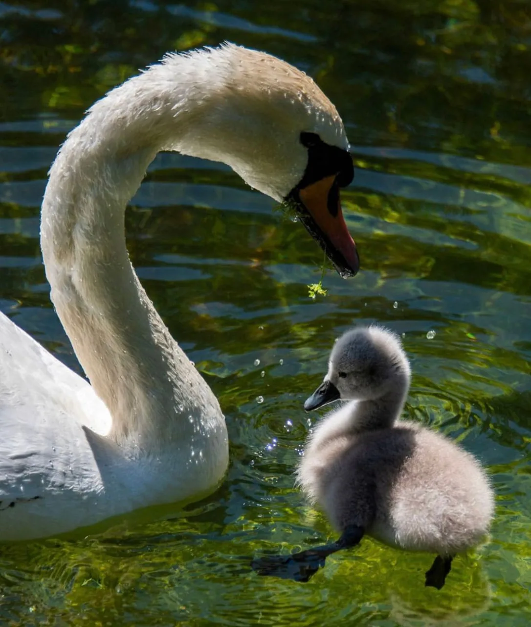 Доброе утро 🦢