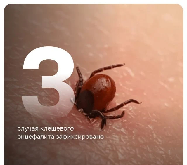 🪳🚑 С начала сезона в Татарстане зарегистрировали 3 случая клещевого энцефалита и 23 с...