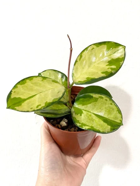 Австралийская Лиза (Hoya Australis Lisa) - этот вид покоряет нежным окрасом