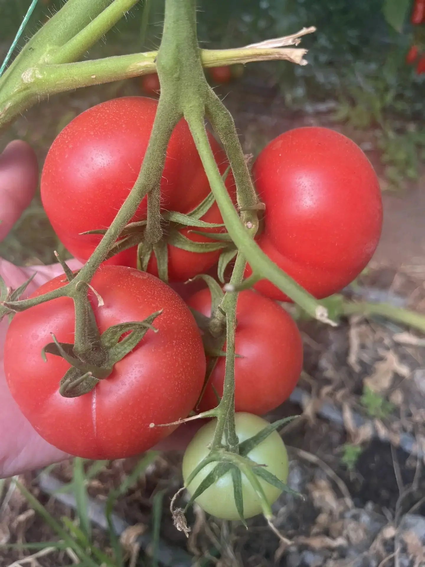 🍅 Продаются домашние помидоры! 🍅
🥒 Свежие огурцы прямо с грядки! 🥒
🌿 Описание товара:
Помидоры: