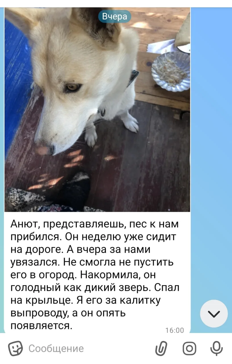 🐕 В Тверской области ищут хозяев очень ласкового пса