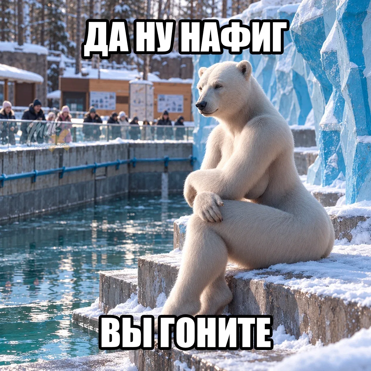 У белых мишек в нашем зоопарке появится аквафитнес