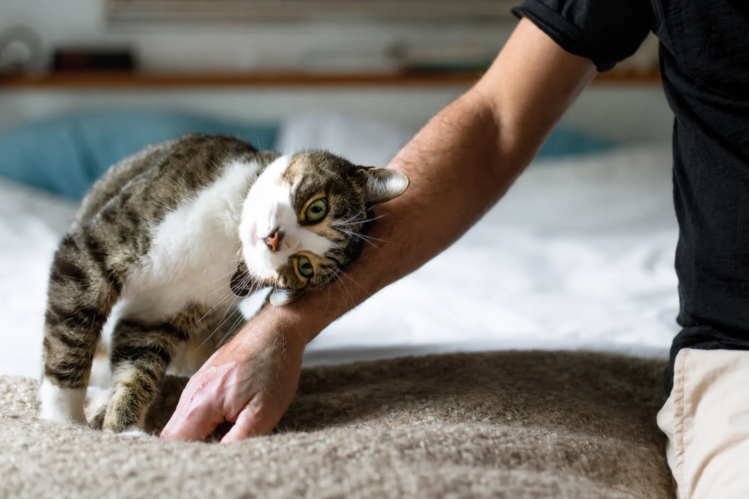 😽 Как понять, что кошка с вами счастлива?