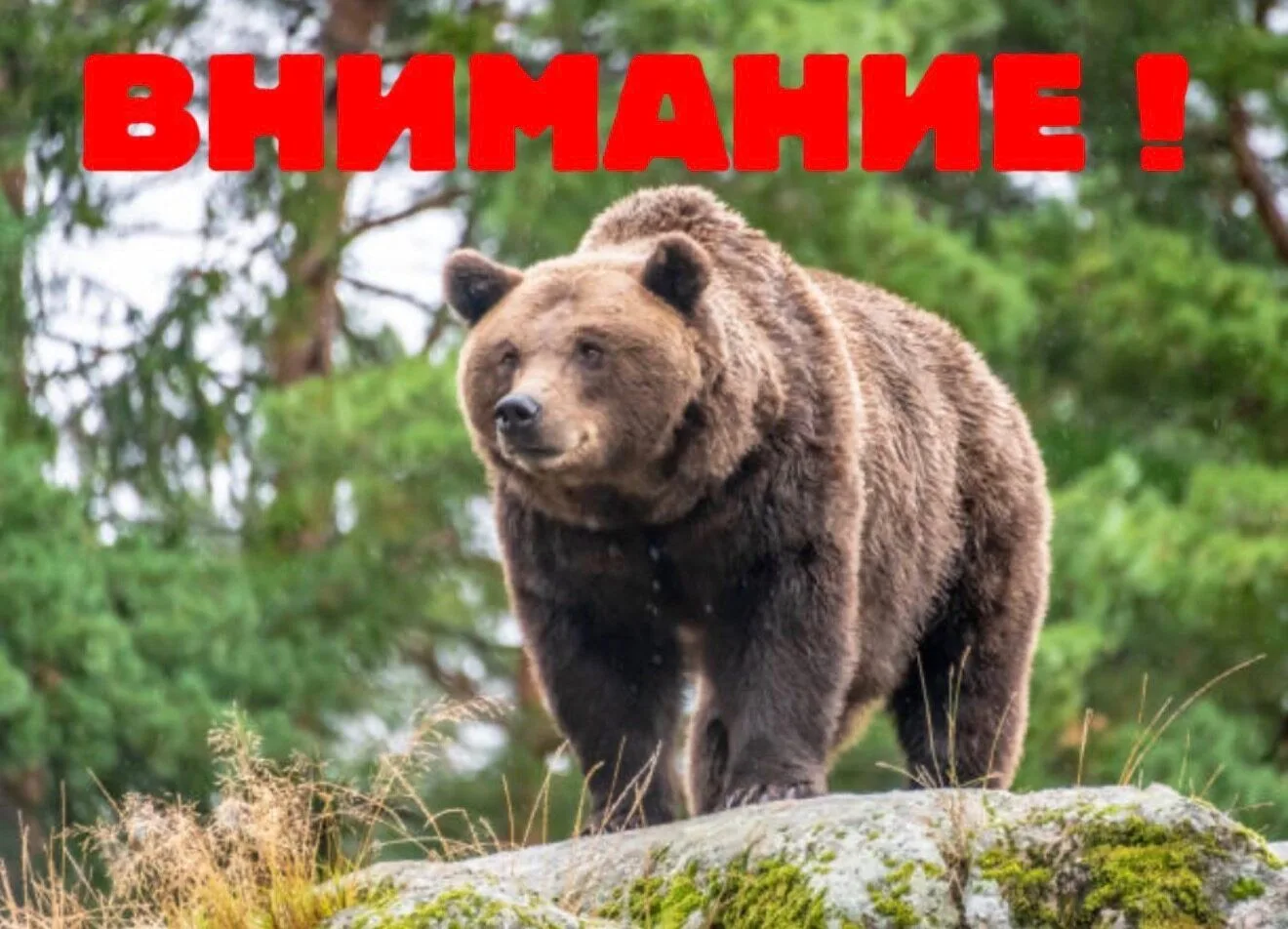 В Красноярском крае установили