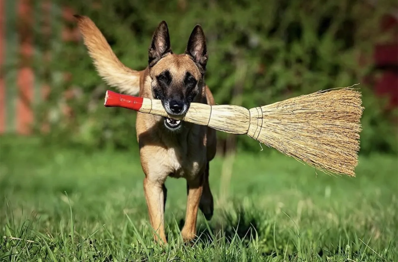 🐕 В Подмосковье ужесточили контроль за собаками. Владельцев обязали: