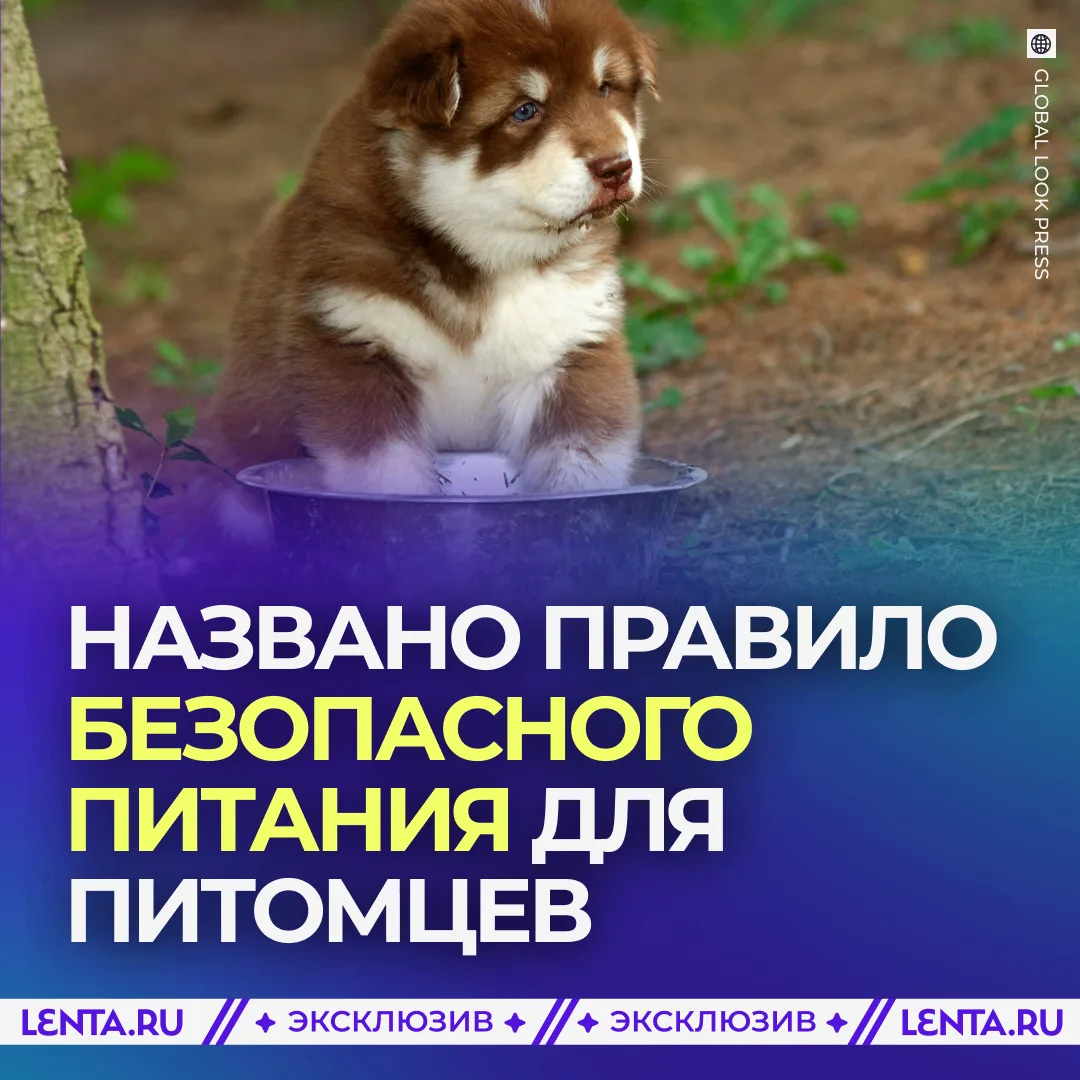 🦮 Смешивание типов питания назвали самой опасной ошибкой при кормлении питомцев.
