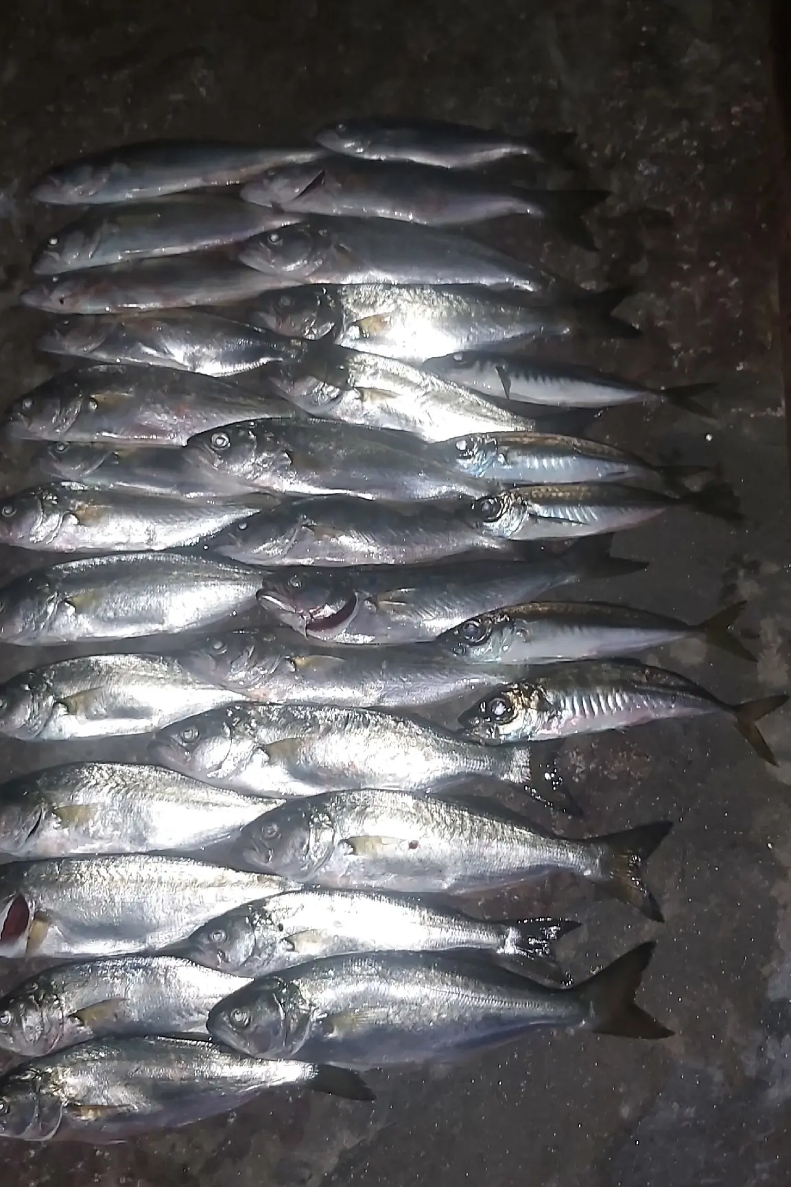 Вечерний улов луфаря. С 20.00 до 24.00.Поплавок на дальний заброс,26 штук.Клевал подход...