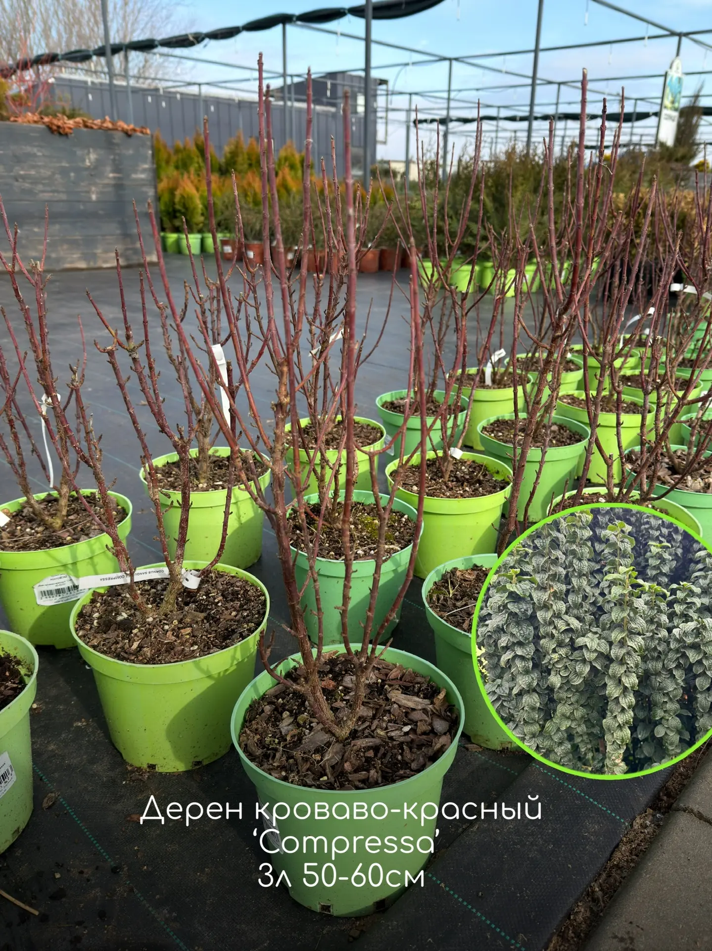 Дёрен - один из самых ярких и декоративных кустарников круглый год! ⠀ У многих сортов дерна очень кр