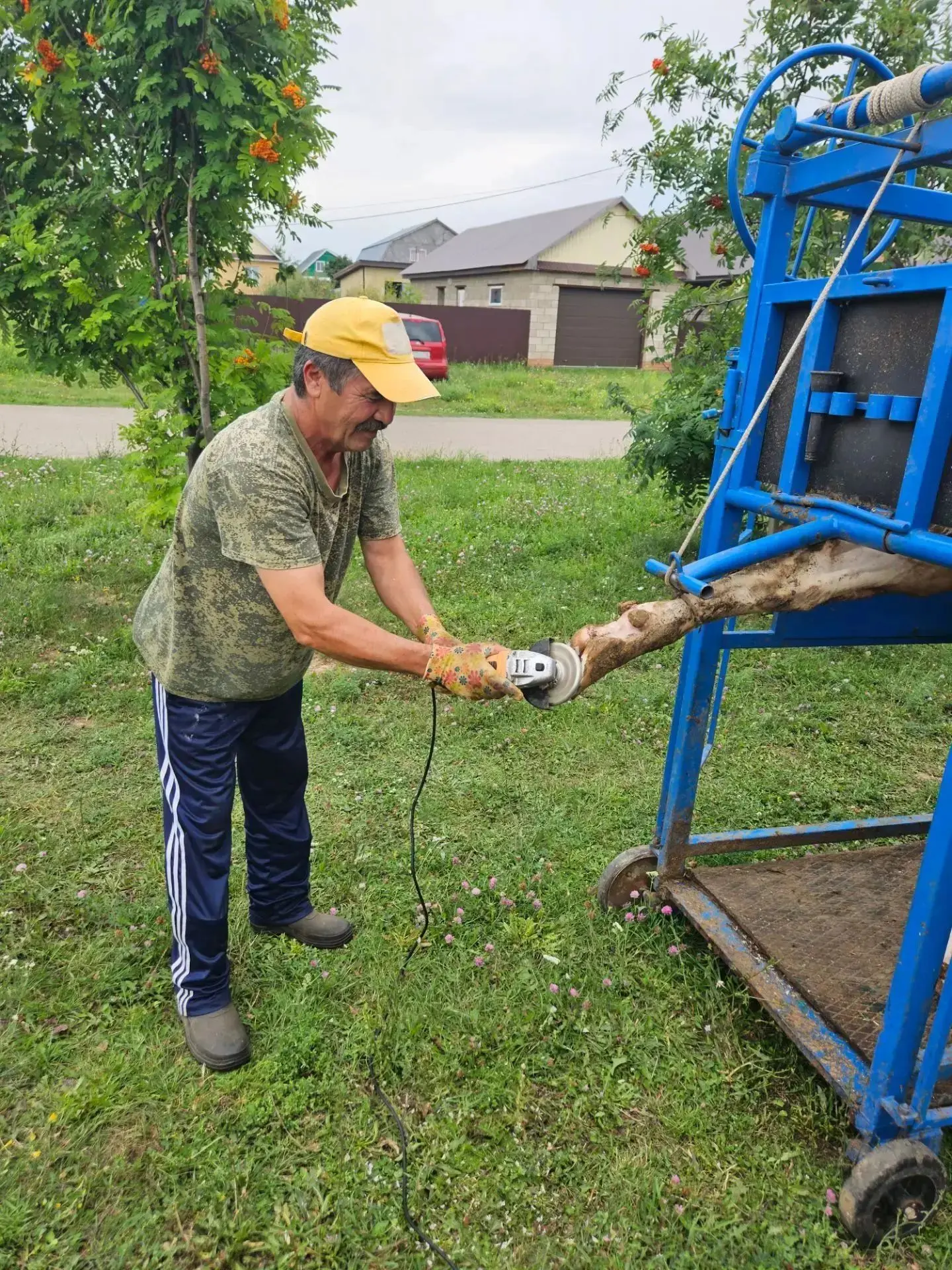 Здоровое копыто — здоровый скот! 🐄🦶