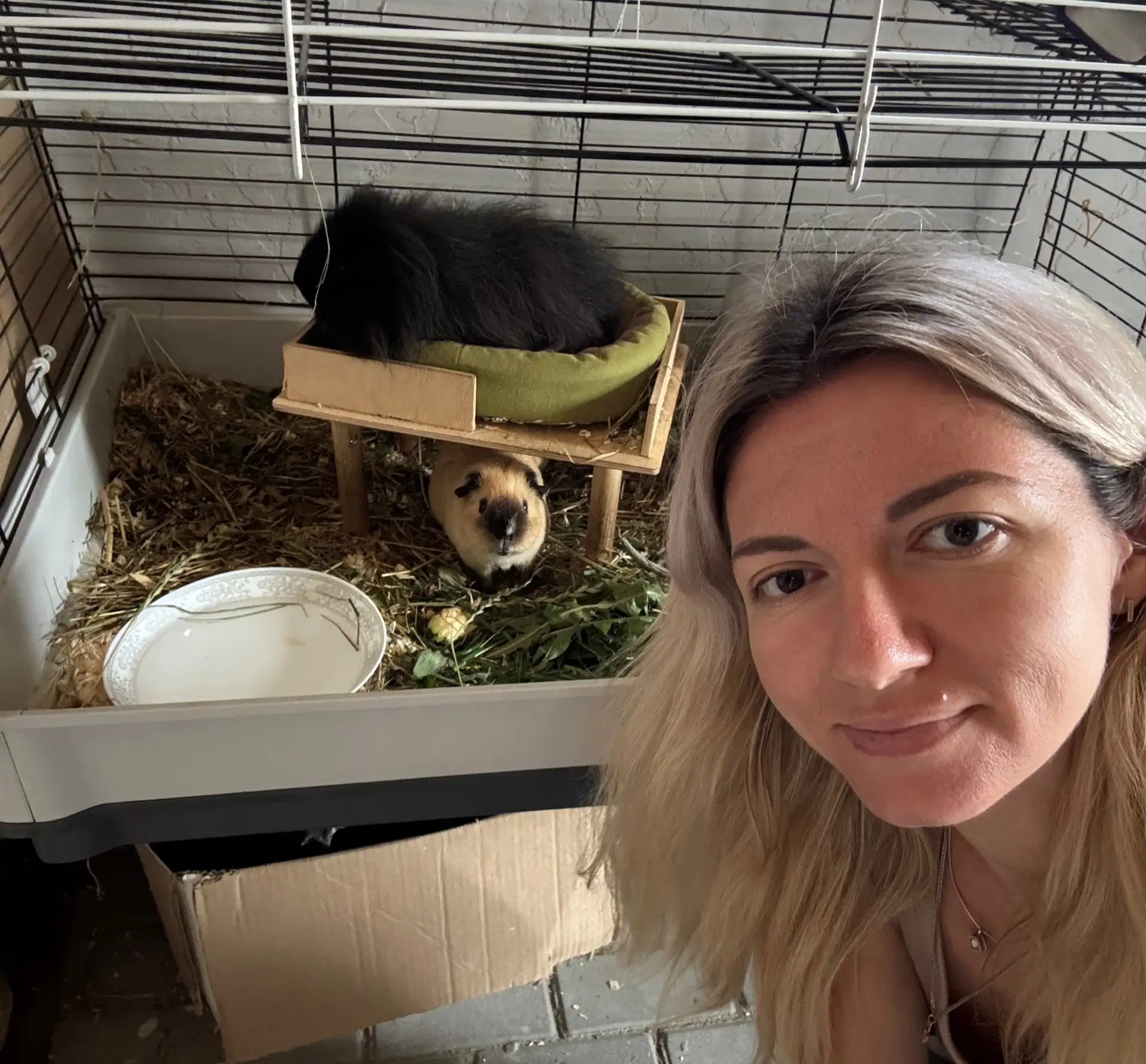 Ну вот и всё. Последний пост с нашими поросятами 🐹😓