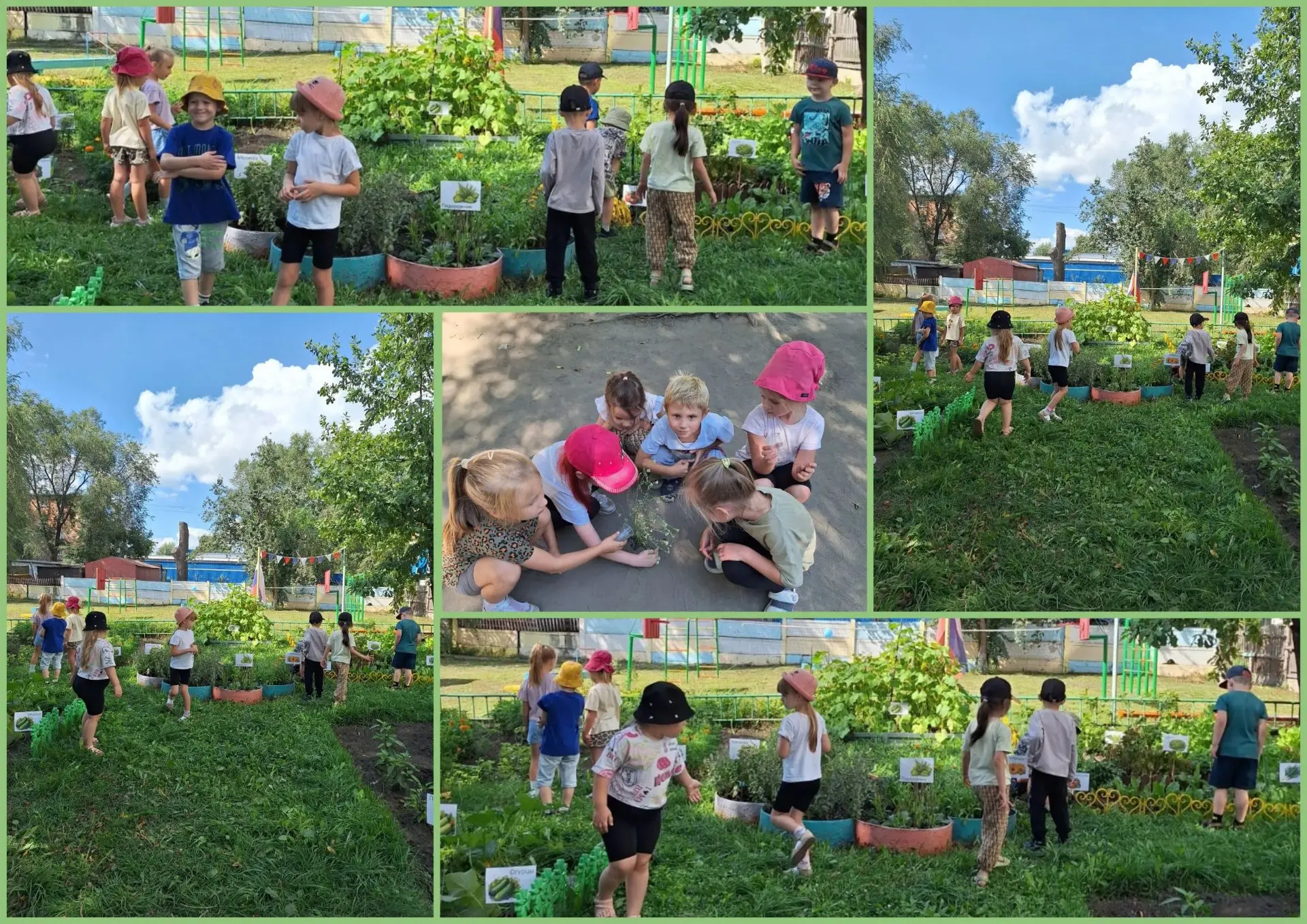 🥕🌸 «От огородных грядок к первому цветку»
