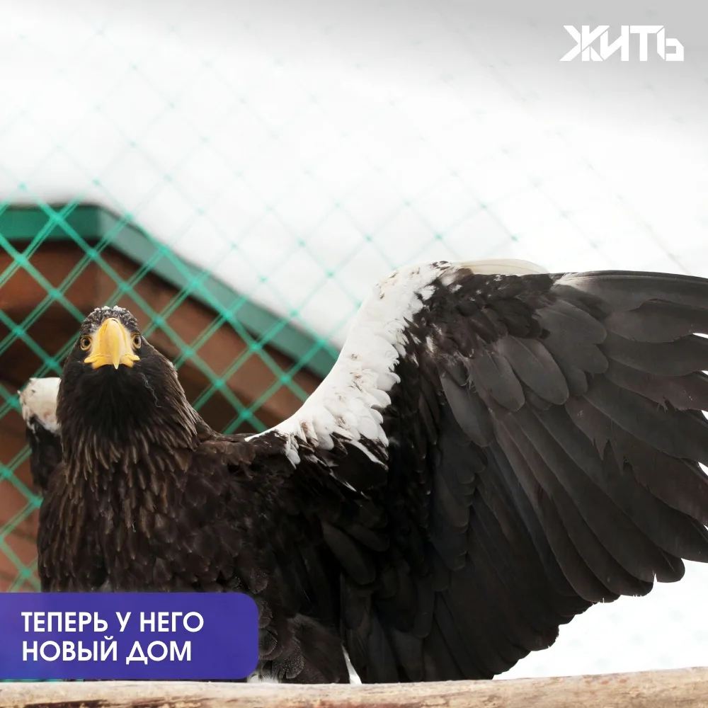 В Нижнем Новгороде спасли краснокнижного орлана, которого бросили в мешке