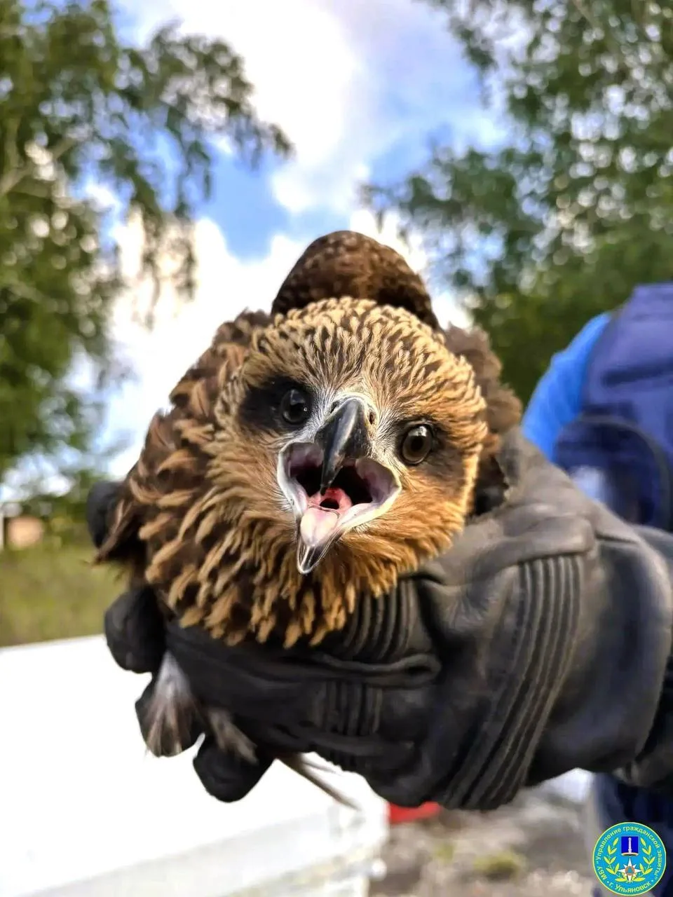 🦅 Ульяновские спасатели вызволили чёрного коршуна, застрявшего в тепловозе. 

Необычный инцидент пр