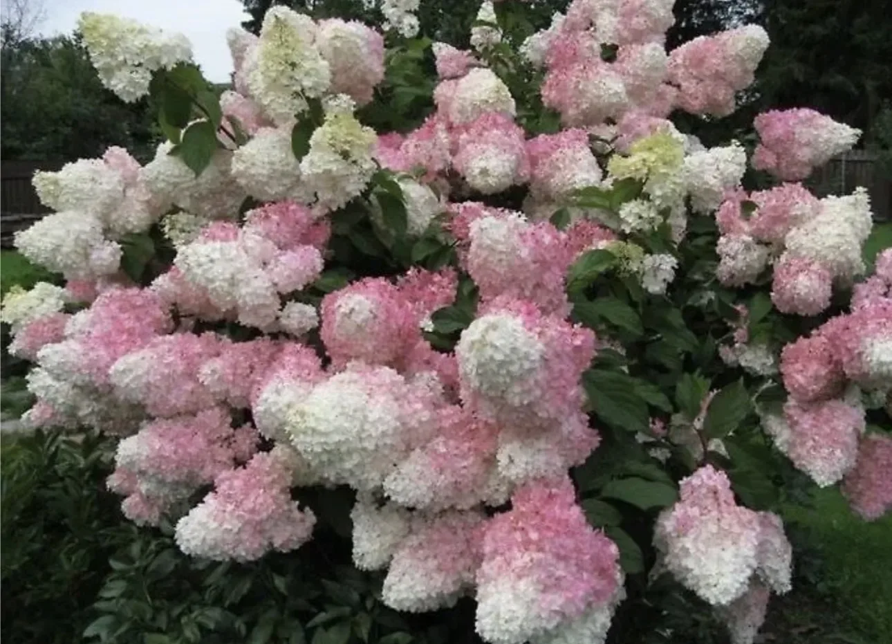 🌿 Чем подкормить гортензию в июле? 🌿
