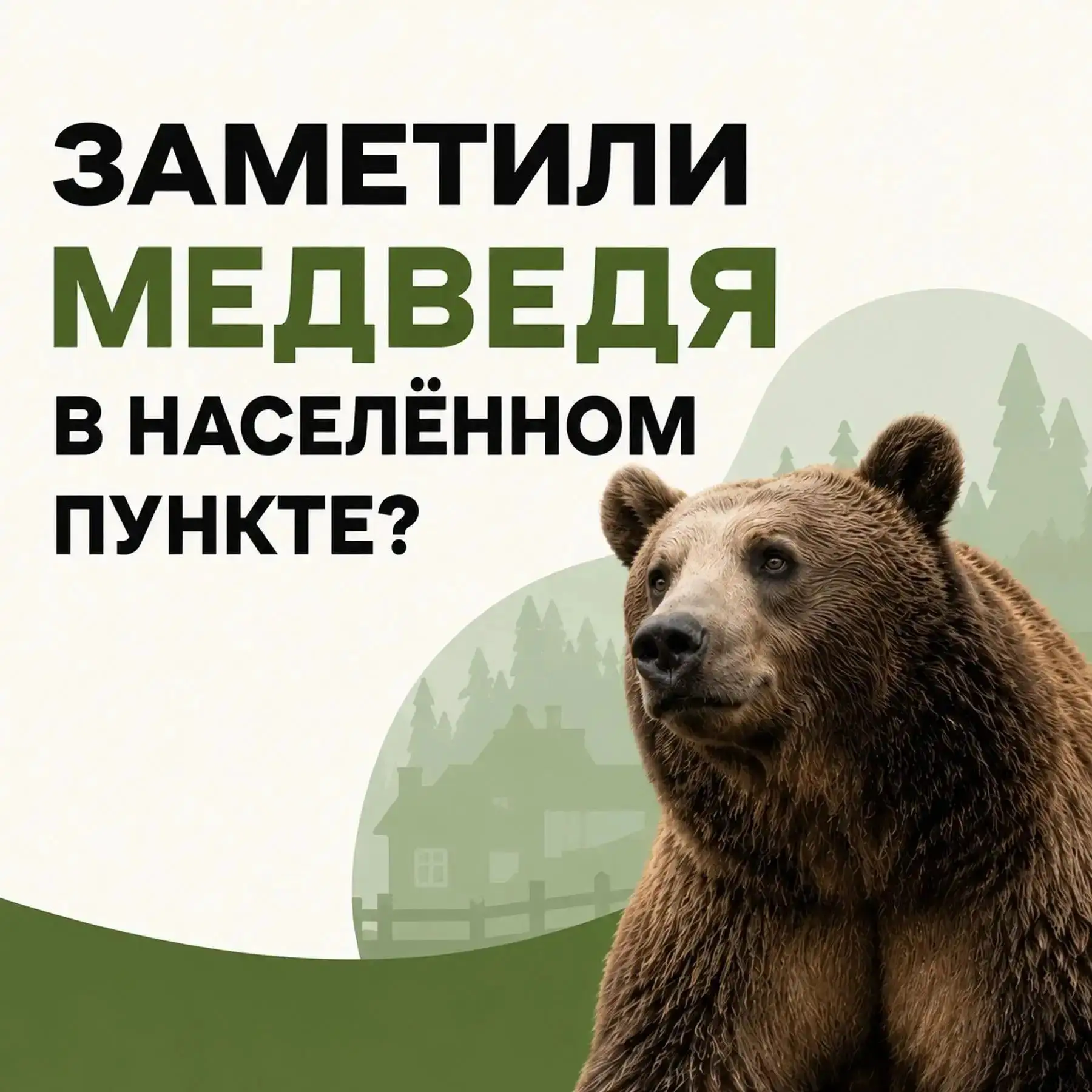 Заметили медведя в населённом пункте? Действуйте по правилам безопасности: