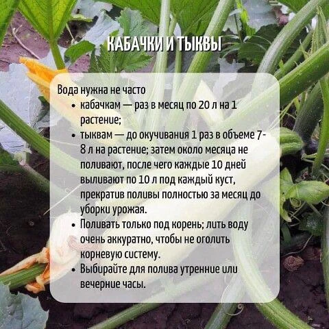 Как правильно поливать кабачки и тыквы?

Дачный советник