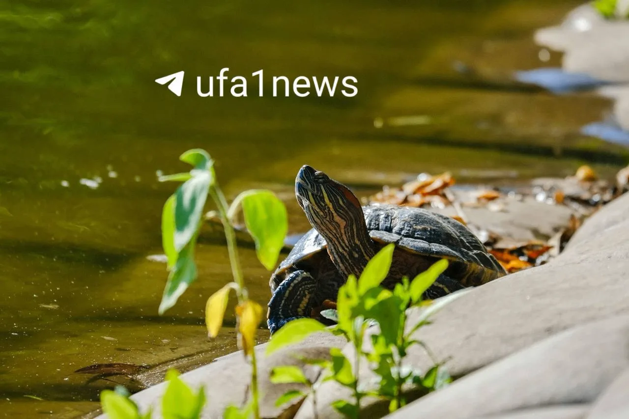 Изображение 1 к публикации «UFA1 | Новости Уфы и Башкортостана»