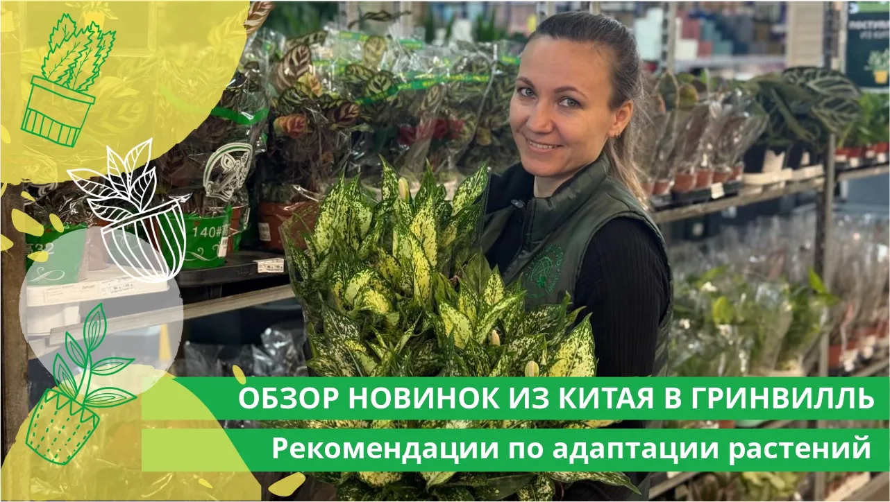 ОБЗОР НОВОЙ ПОСТАВКИ РАСТЕНИЙ ИЗ КИТАЯ В ГРИНВИЛЛЬ. Рекомендации по адаптации комнатных...