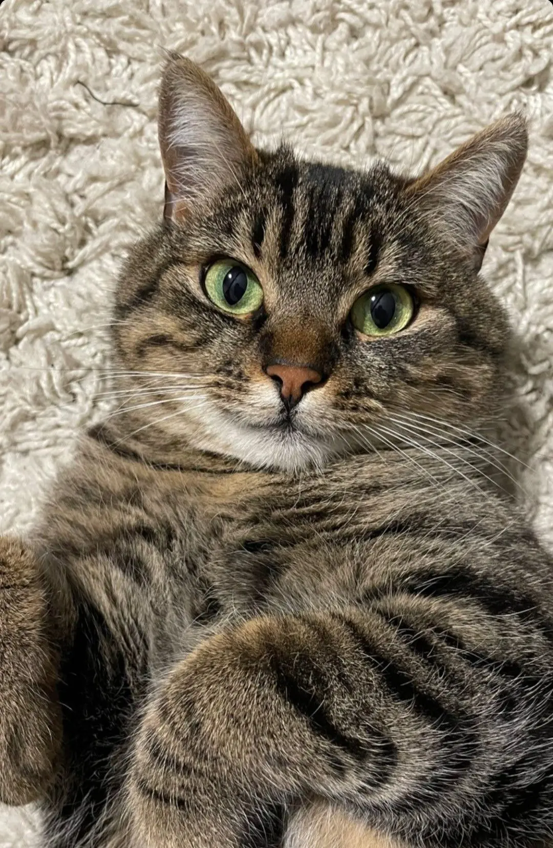 #КотикПодписчика 🥰