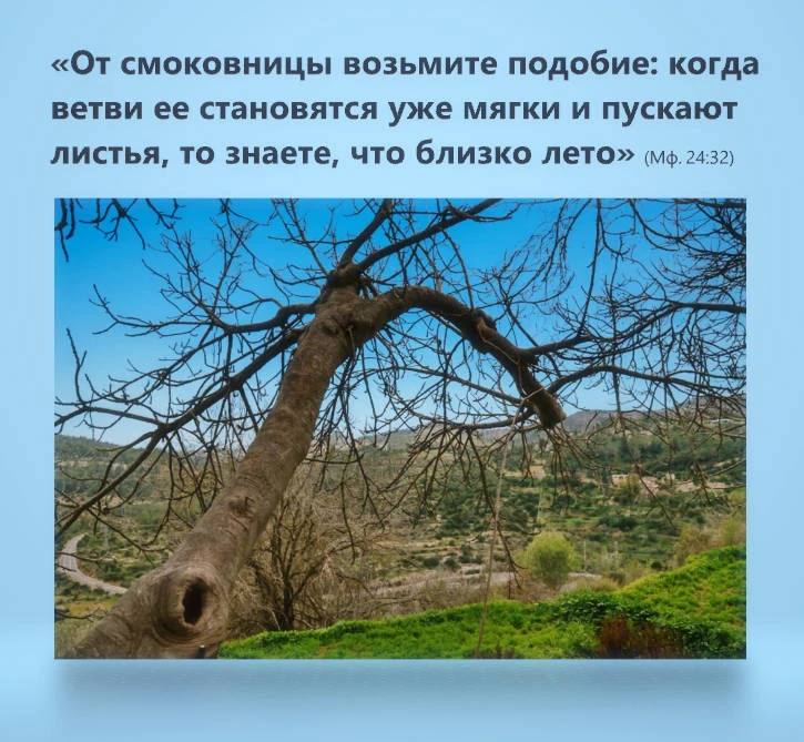 Вечная весна

«От смоковницы возьмите подобие: когда ветви ее становятся уже мягки и пускают листья,