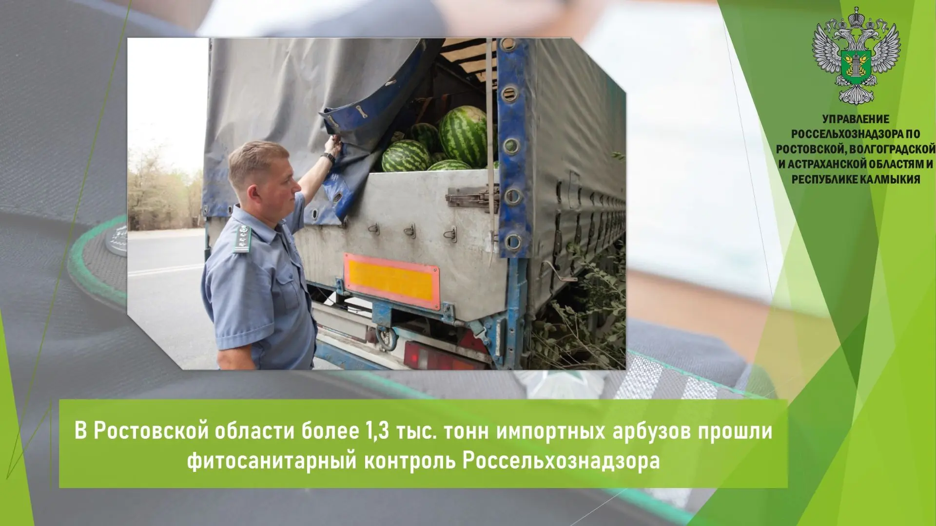 🍉 С 1 по 11 июня Управлением Россельхознадзора осуществлен карантинный фитосанитарный контроль в от