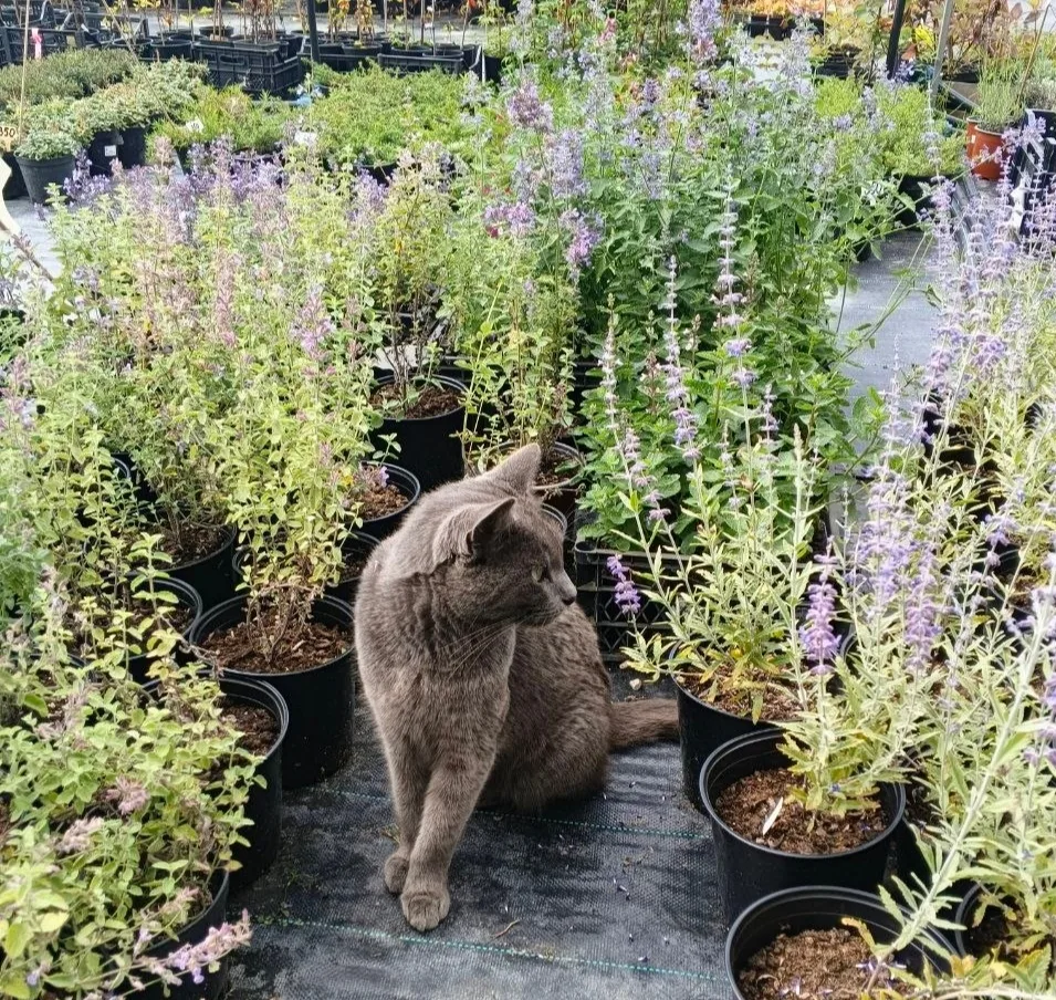 Котовник нравится всем😍!
Привычные сорта из нашего ассортимента Сикс Хилс Гиант, Уолкерс Лоу и Кит 