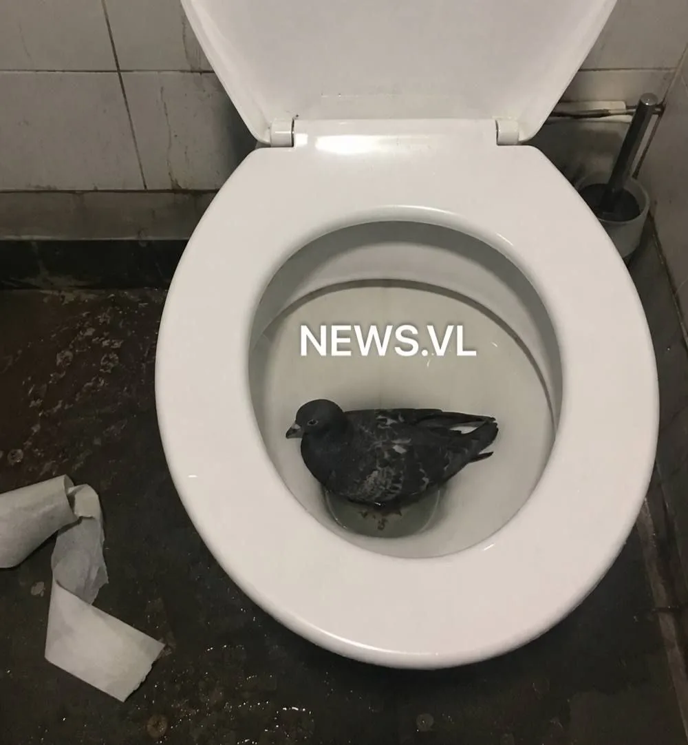 🤬🚽 Во Владивостоке подростки бросили живого голубя в унитаз и разгромили общественные...