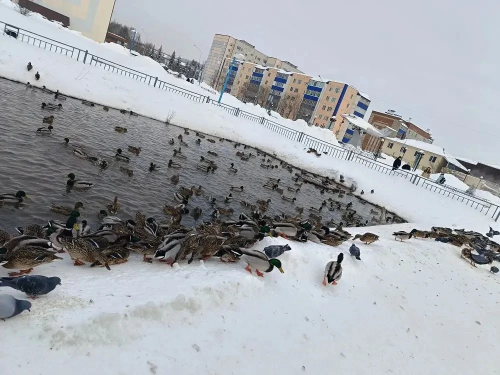 Сегодня учащиеся 6Г класса сходили  на прогулку к местному водоёму, чтобы покормить уток. Ребята соб