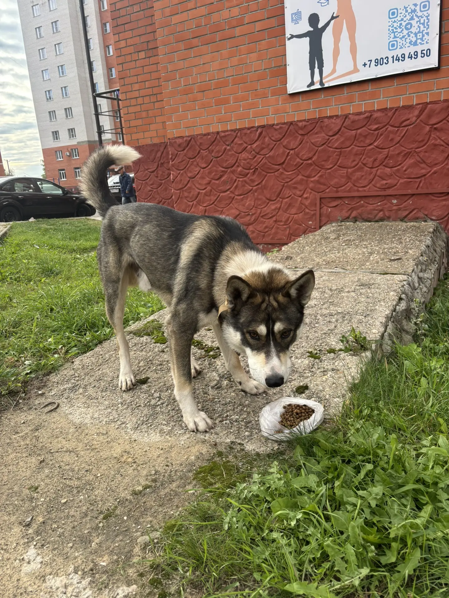 Короче!! Мы гуляли и собака подбежала к нам. Я взяла Марса на руки и пошла к дому