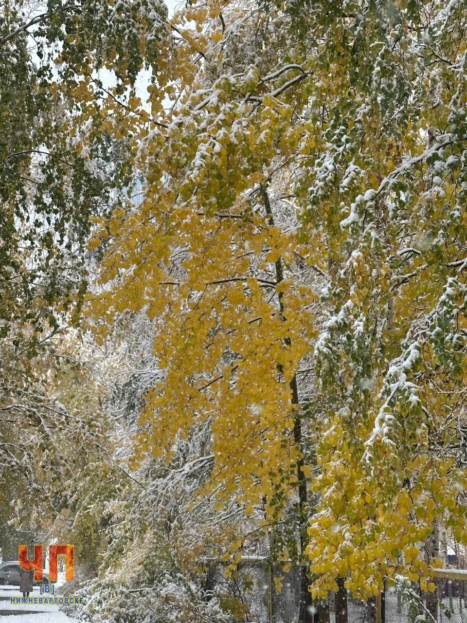 С первым снегом ❄