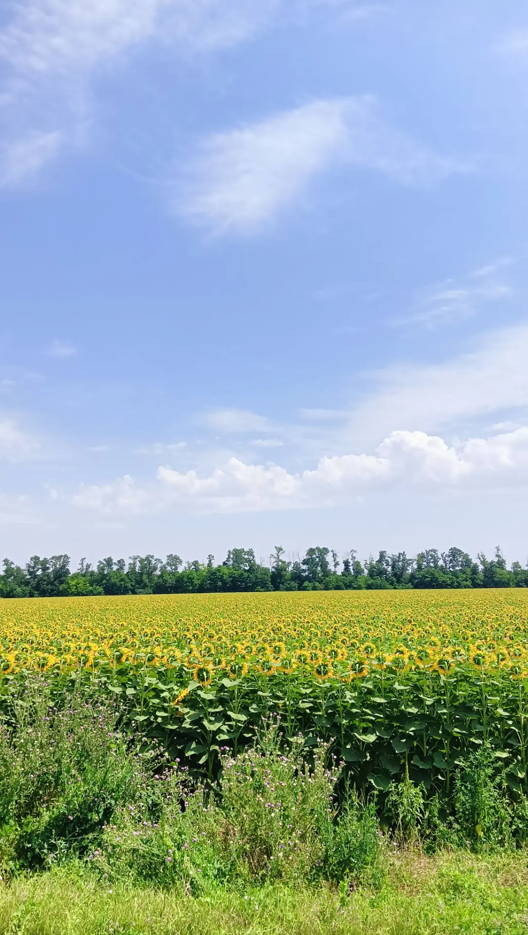 Доброе утро, друзья! ☀️

Мы начинаем новый день! Позади ночная прохлада, а впереди — время для новых