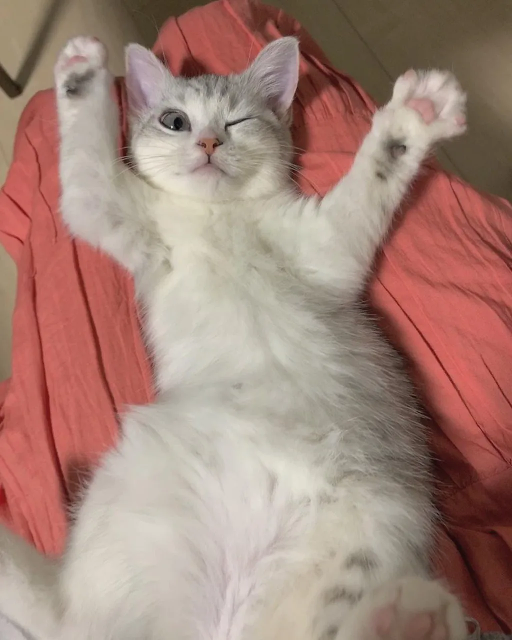 Котофакт дня: Беспородные коты 😼