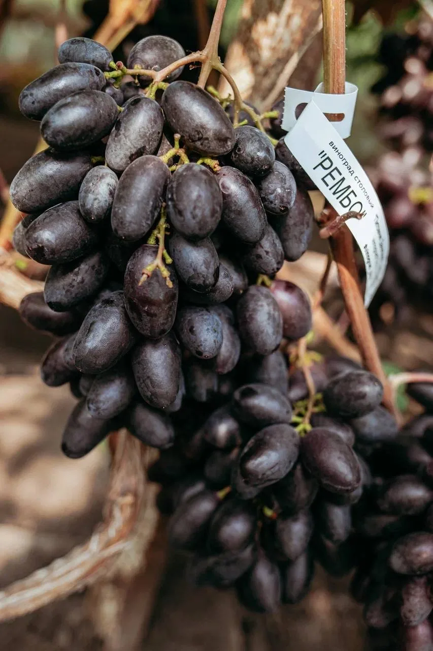Реклама по любви!  Сегодня поговорим про виноград🍇  Сейчас самое время начать выбирать  посадочный м
