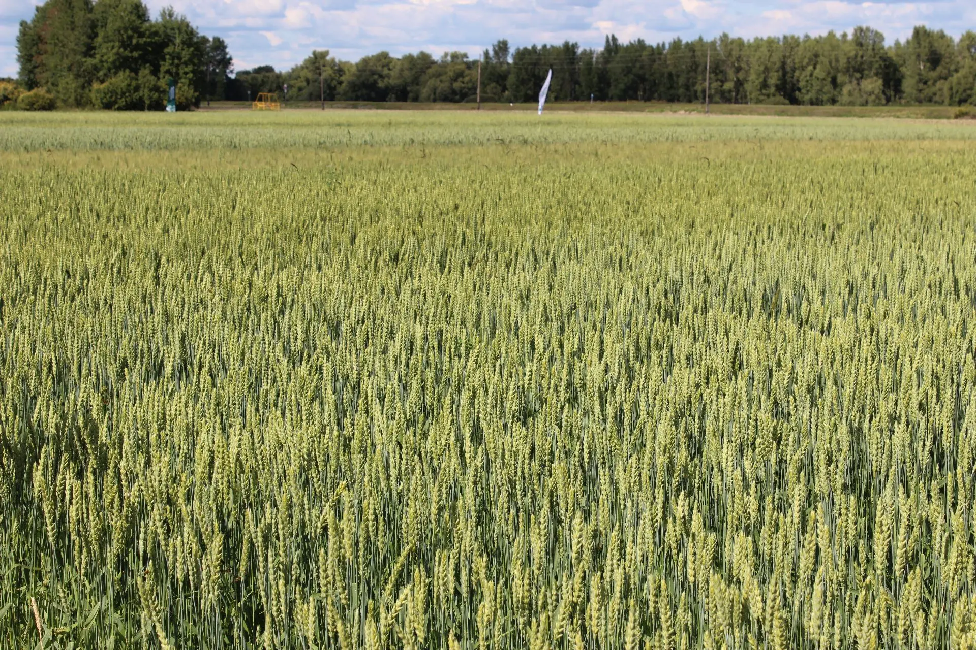 🌾7 августа в Тюменской области состоится День поля
⁣
✅Традиционное мероприятие пройдет в селе Огнев