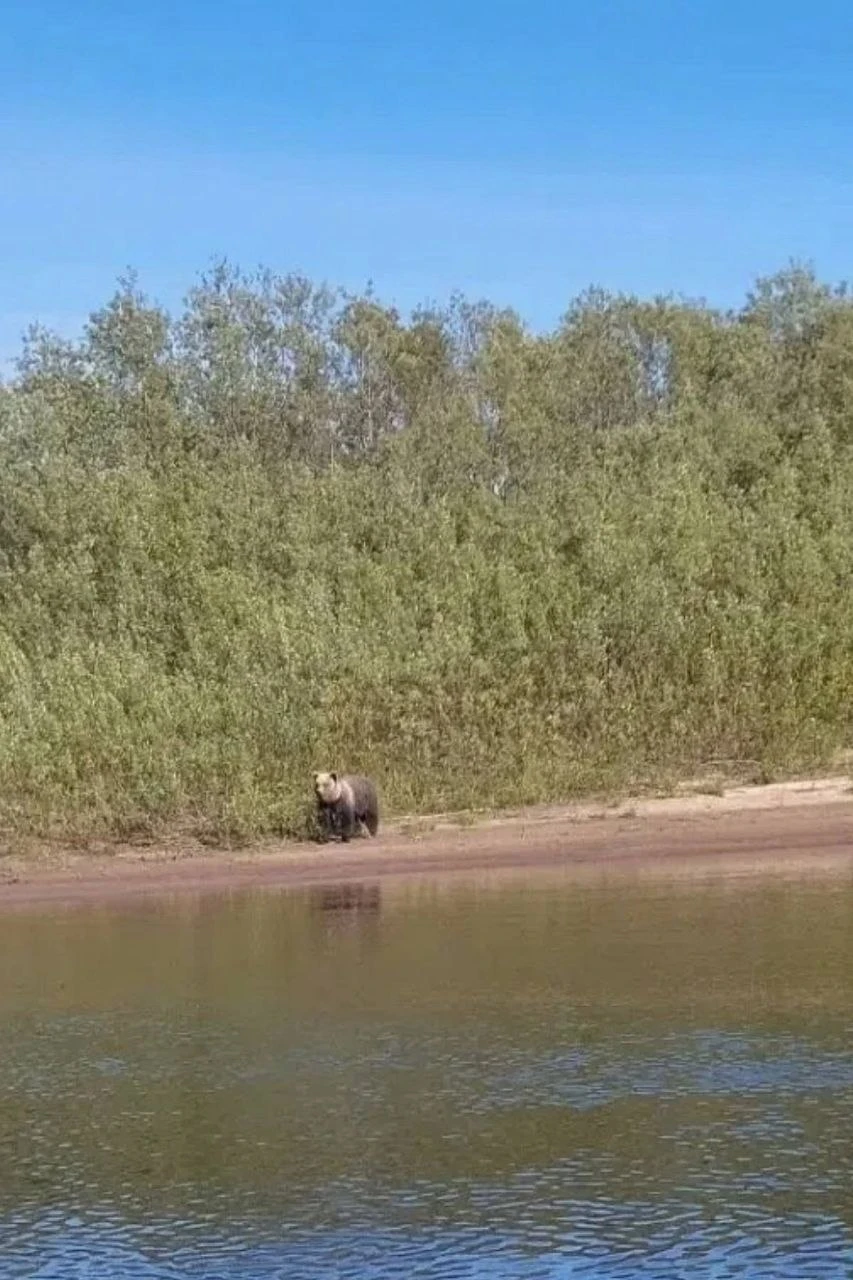 😥 Медведь держит в страхе две деревни в Приморском округе
