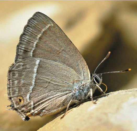 🦋 В рамках рубрики о краснокнижных животных, обитающих на территории муниципального округа Истра, р