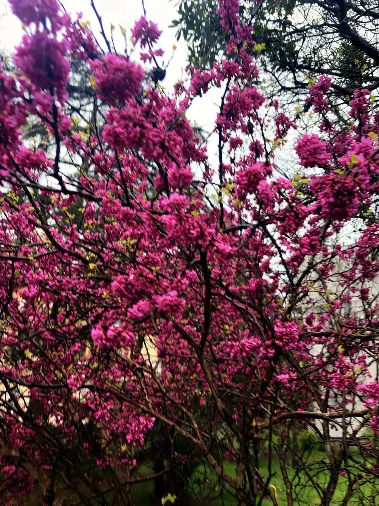 🌸✨ Весеннее чудо в школьном агропарке!🌸  Прямо сейчас на территории нашего школьного агропарка проис