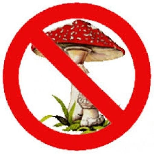 🍄 Осторожно: ядовитые грибы! Памятка для школьников и родителей
Лес — это красиво, но очень опасно.