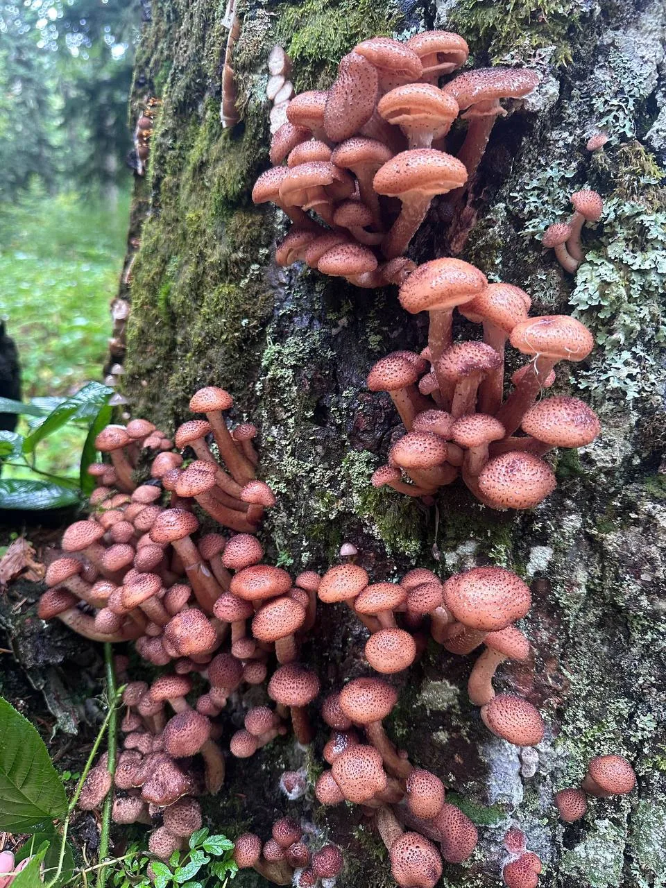 Грибники делятся своими находками 🍄
