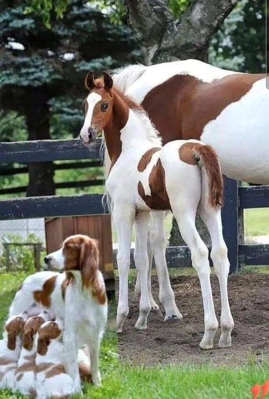 ⚡окрасы ⚡️breedsinfo ⚡️dogmem